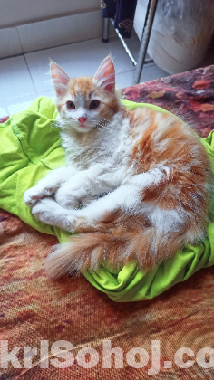 Persian male kitten